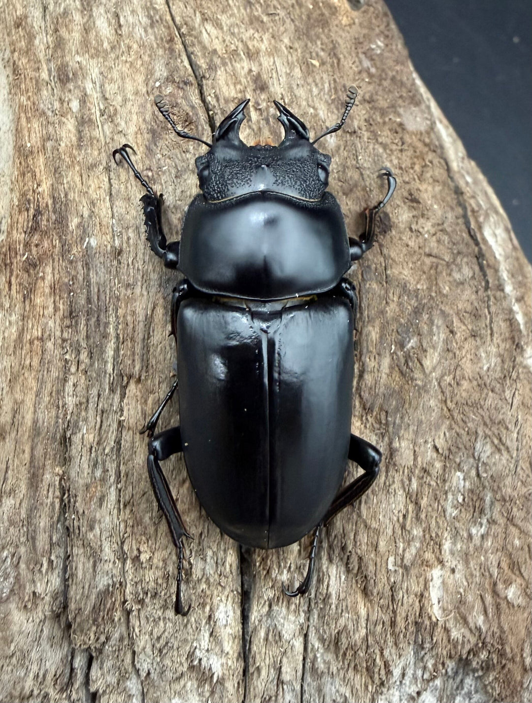 【WD】《ネパレンシス ssp. メトク産 58mm ♂♀♀トリオ》
