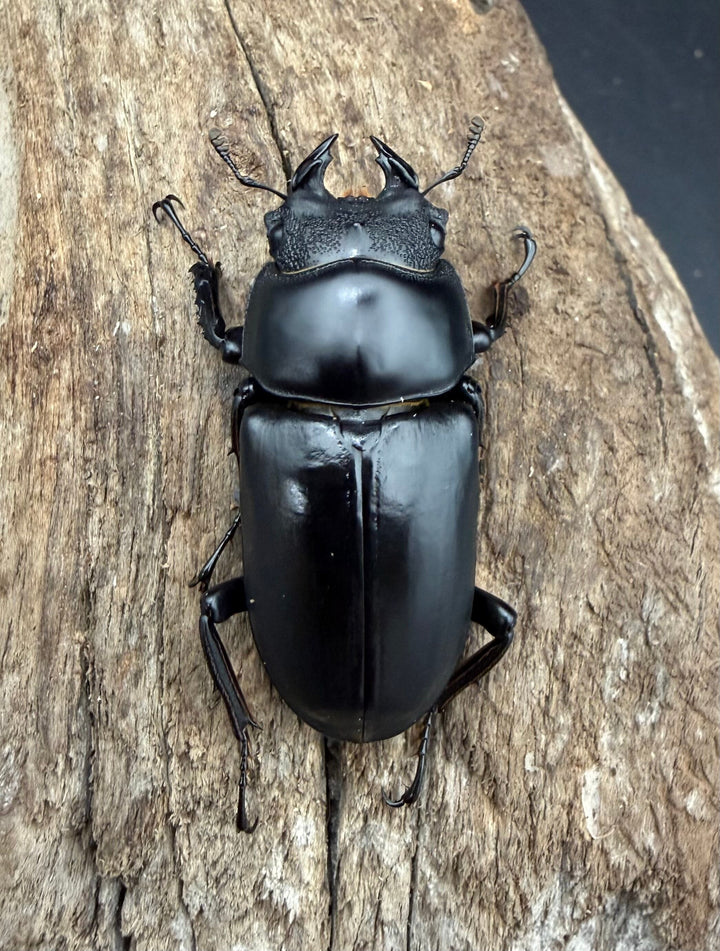 【WD】《ネパレンシス ssp. メトク産 58mm ♂♀♀トリオ》