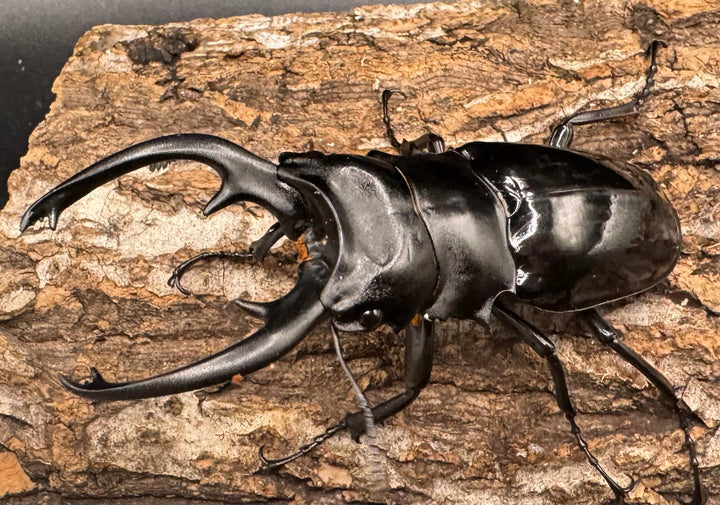 【WD】《インターメディアツヤクワガタ 84mm ペア》