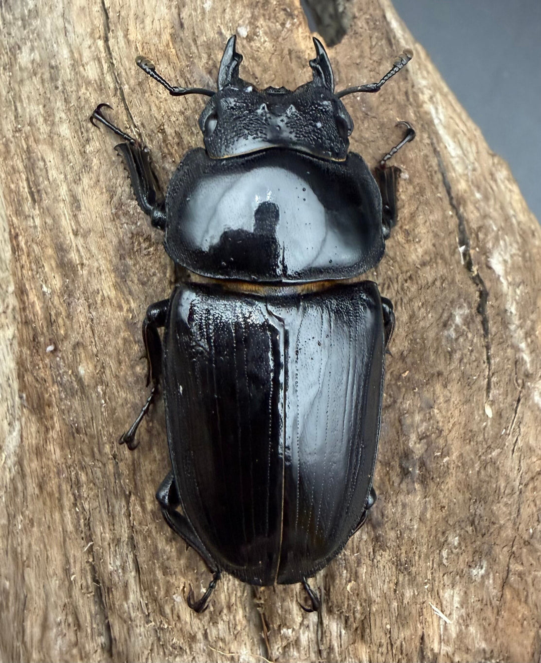 《オオクワガタ 能勢SR血統 52.5mm ♀単》