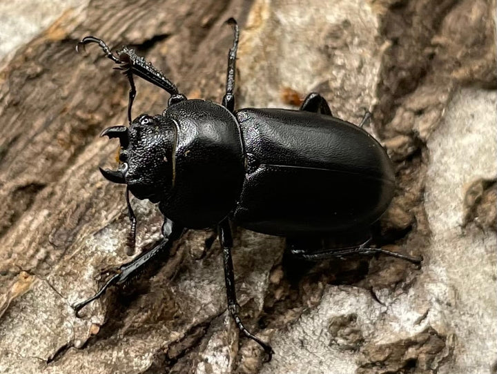 【WD】《オーエンノコギリクワガタ中国亜種melli 33.5mm ペア》