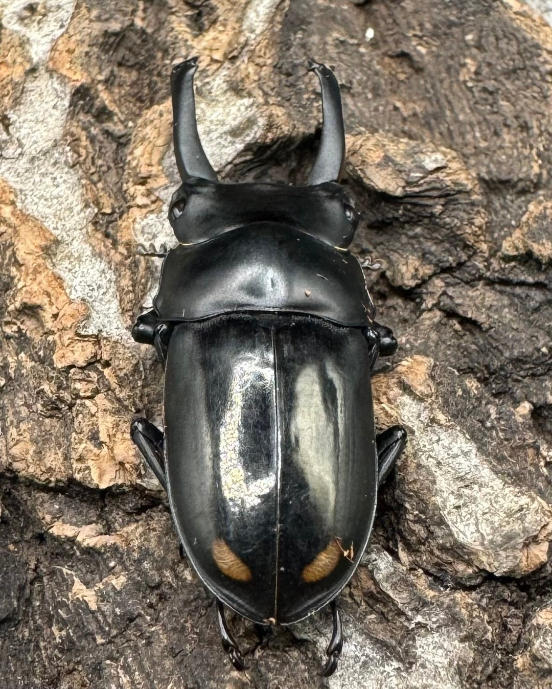 《ヒマラヤコクワ 38.5mm ペア＋♂おまけ》