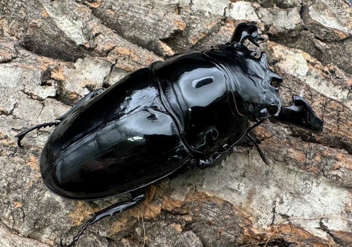 《タランドゥスオオツヤクワガタ 77mm ペア》