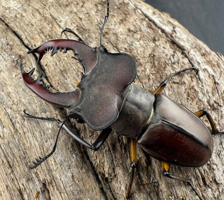 【WD】大型《ウーイーミヤマクワガタ 42mm♂♀♀トリオ》