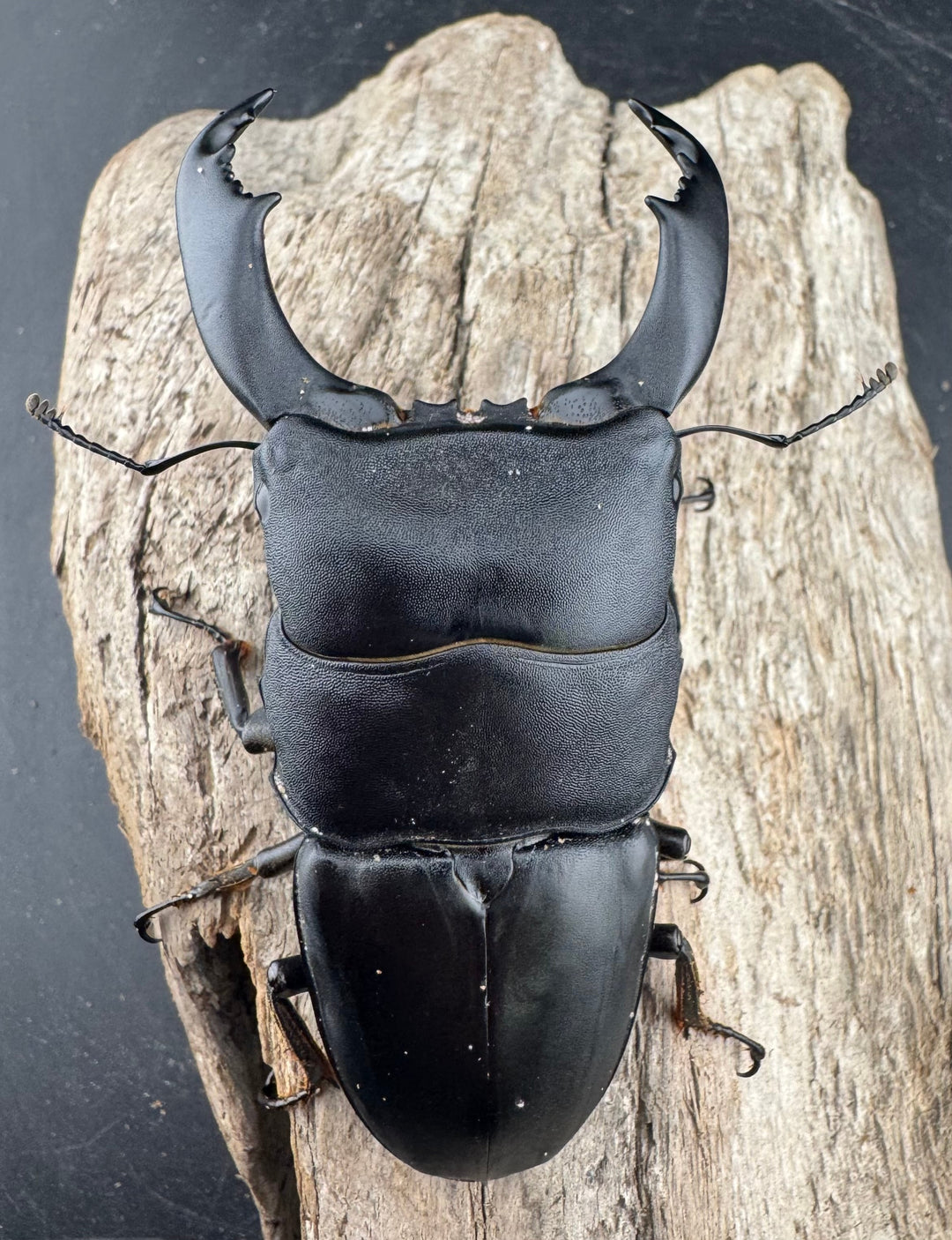 【WD】《スラウェシオオヒラタ 南スラウェシ産 91mm ペア》