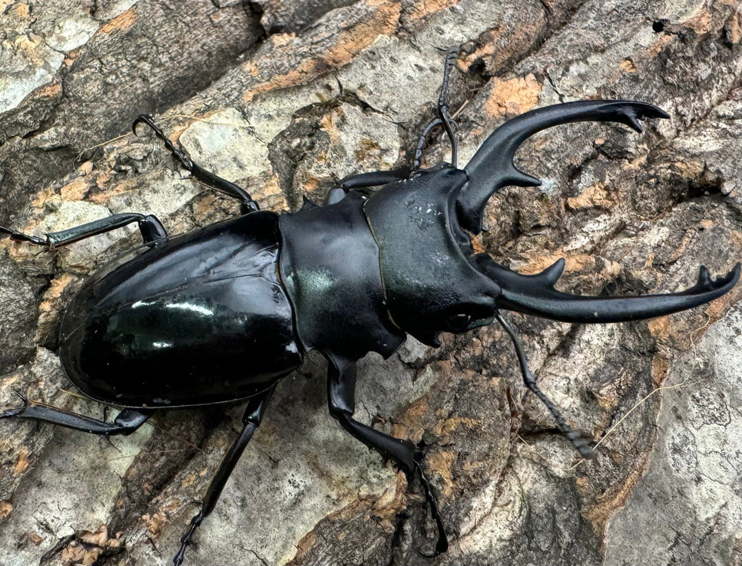 【WD】《インターメディアツヤクワガタ 78mm ペア》