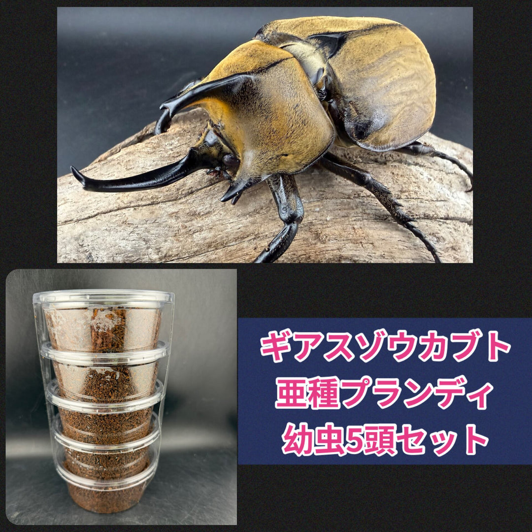 《ギアスゾウカブト亜種プランディ 幼虫5頭セット》