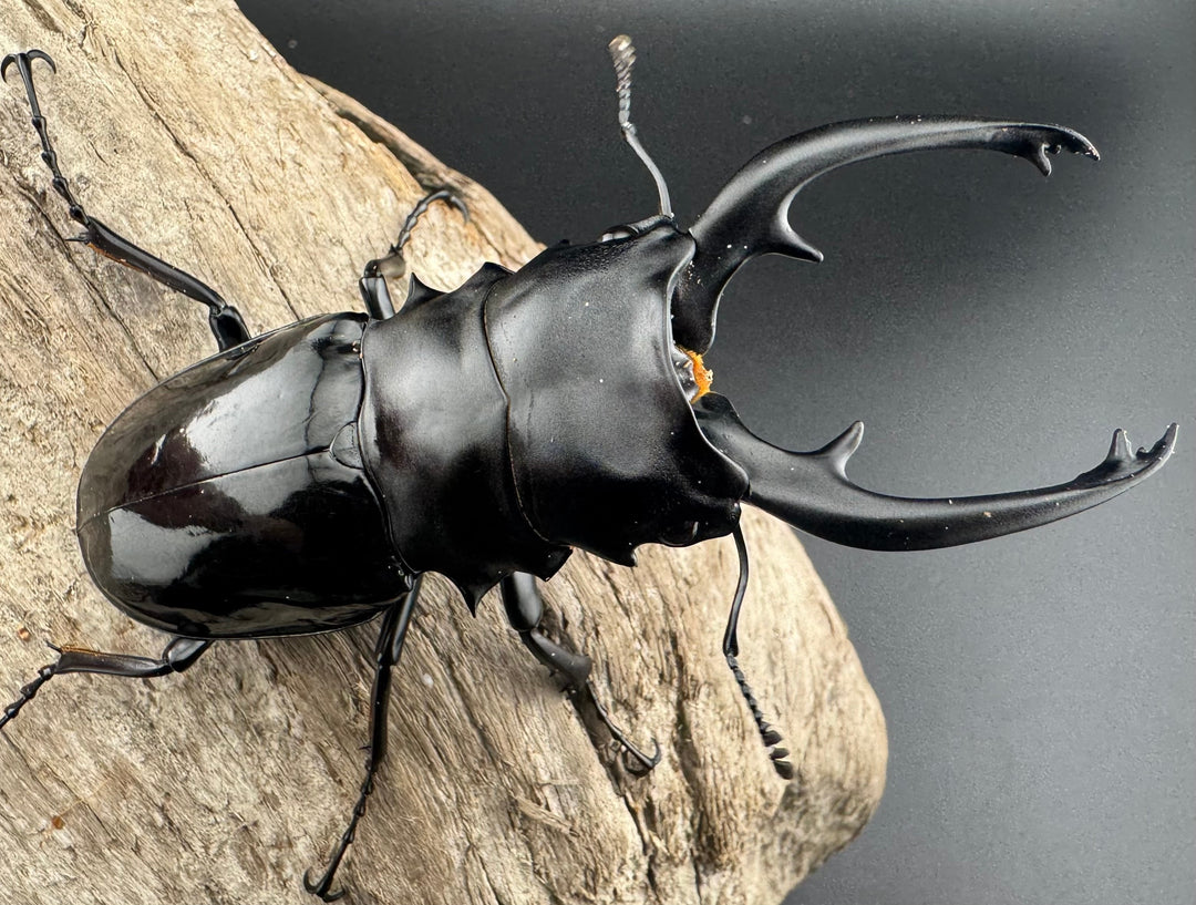 【WD】《インターメディアツヤクワガタ パラワン産 92mm ペア》