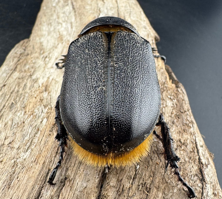 《サタンオオカブト 81mm ペア》