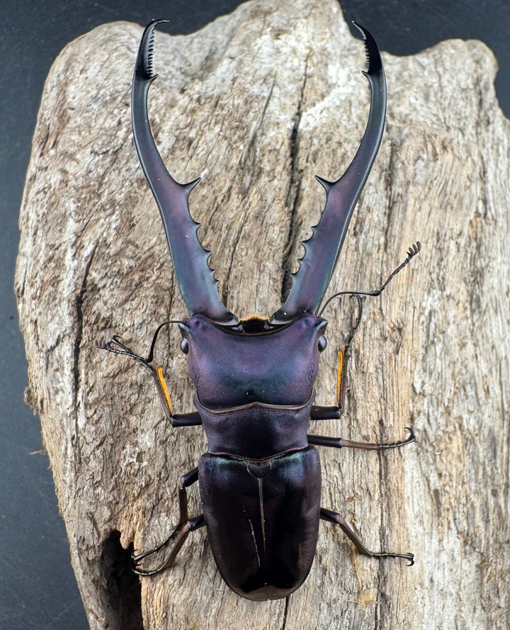【美麗】《メタリフェルホソアカ亜種finae 80mm ペア》わたくわ氏ブリード個体