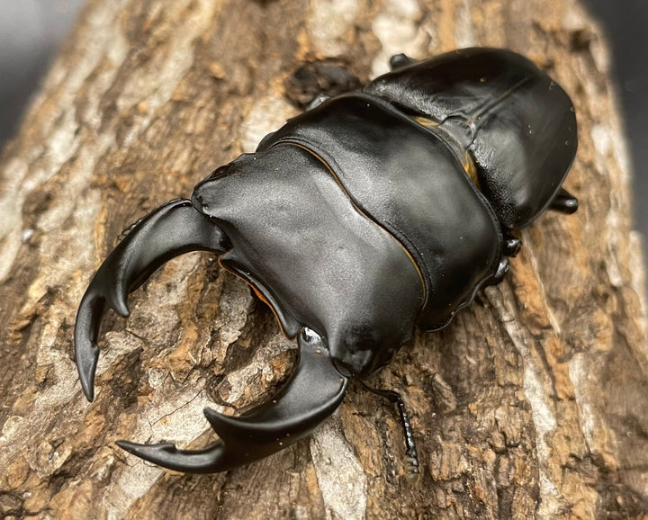 《オオクワガタ 川西血統 77mm ペア》