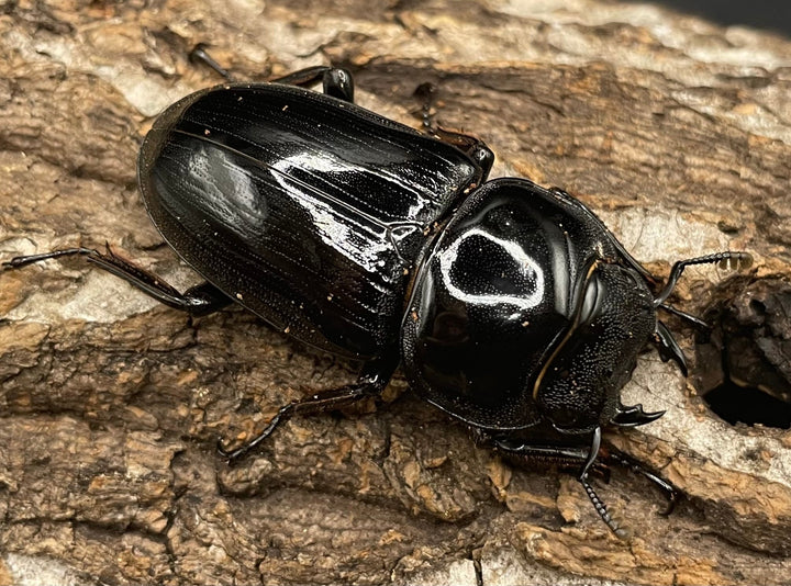 《インドグランディス亜種moriyai Garda95.0血統 79mm ペア》