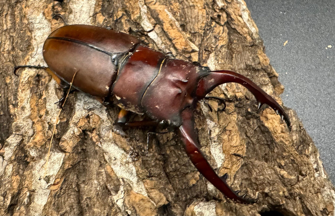 【WD】《アスタコイデスノコギリ 西ジャワ産 62mm ペア》