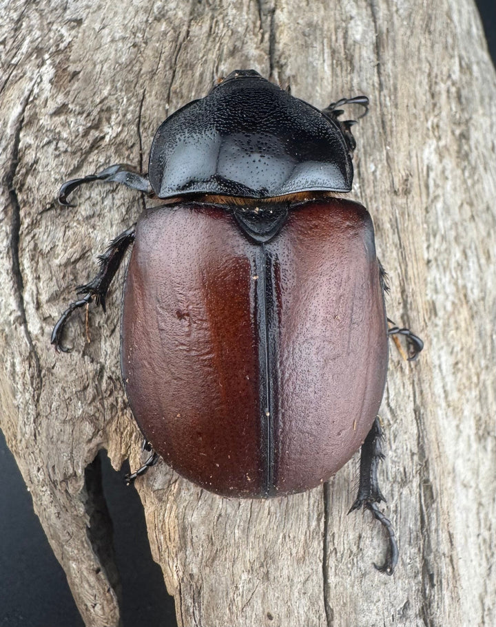 【WD】《サンボンヅノカブト 62mm ペア》