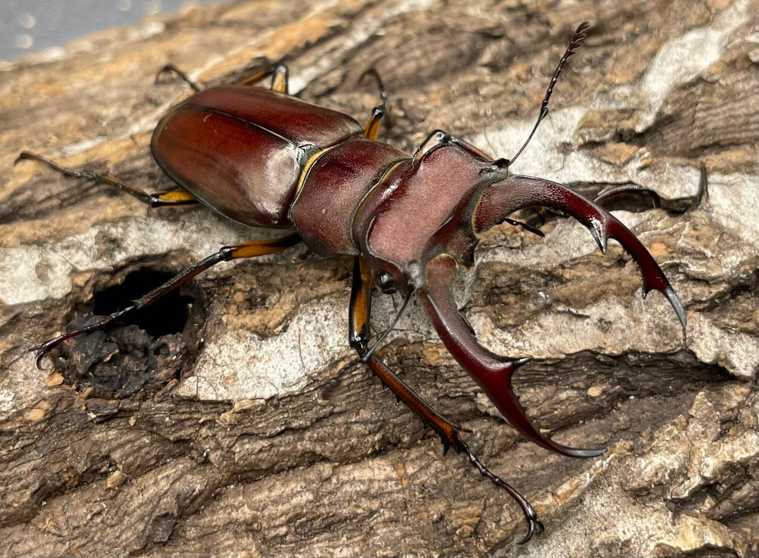 【WD】《ジュシャンミヤマ 49mm ペア》