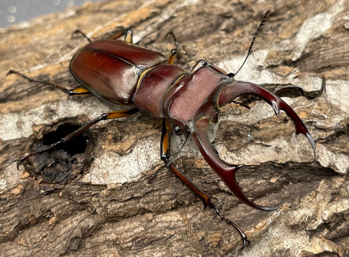 【WD】《ジュシャンミヤマ 49mm ペア》