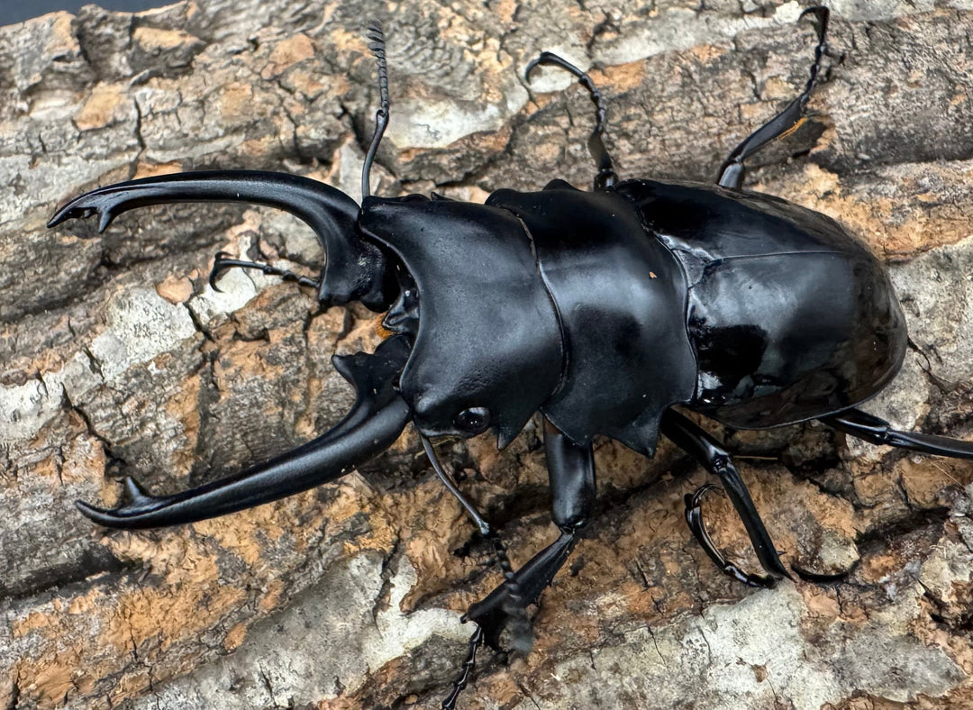 【WD】《ダールマンツヤクワガタ亜種celebensis 82mm ペア》