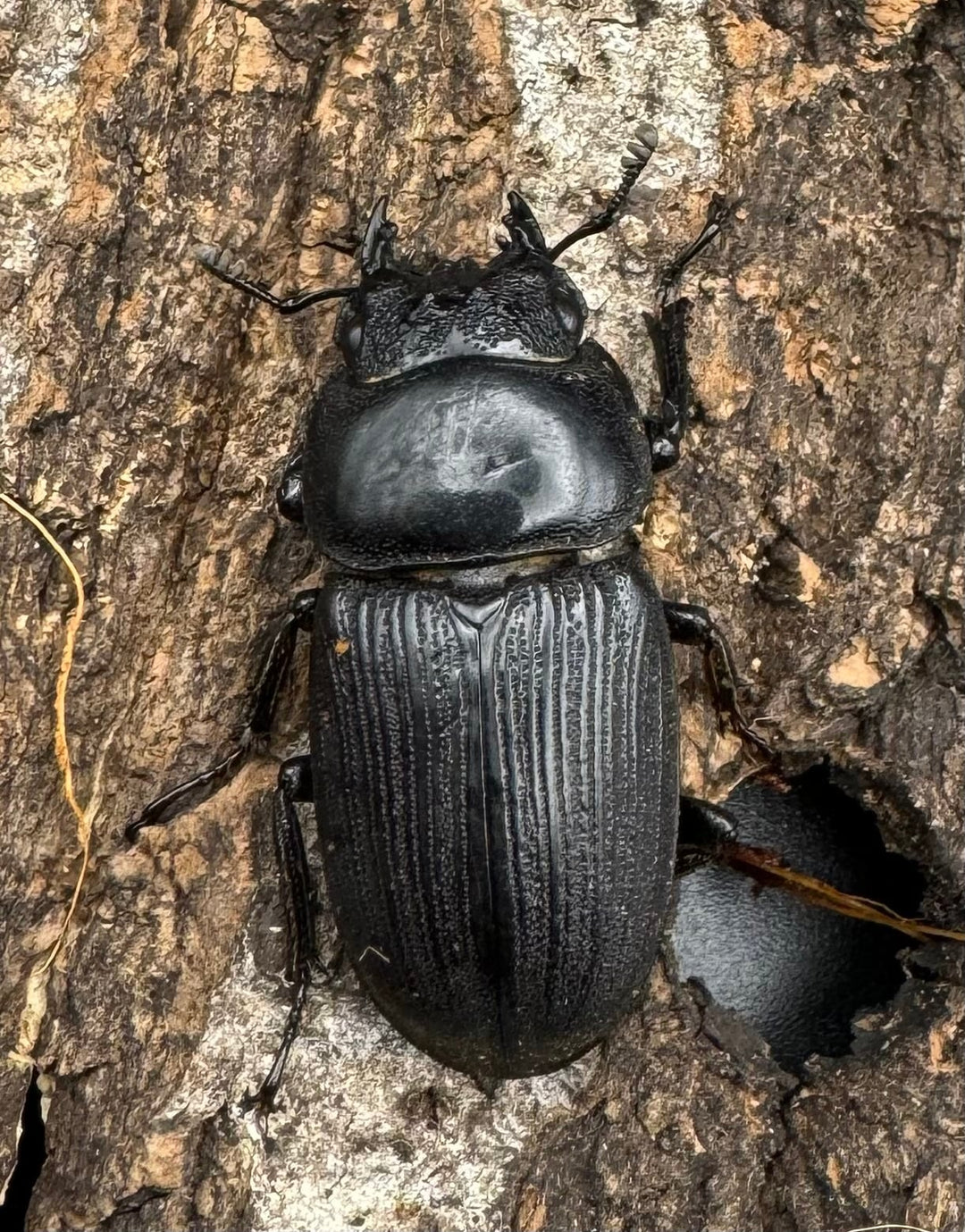 【WD】《ジャワパリーオオクワ 60mm ペア》