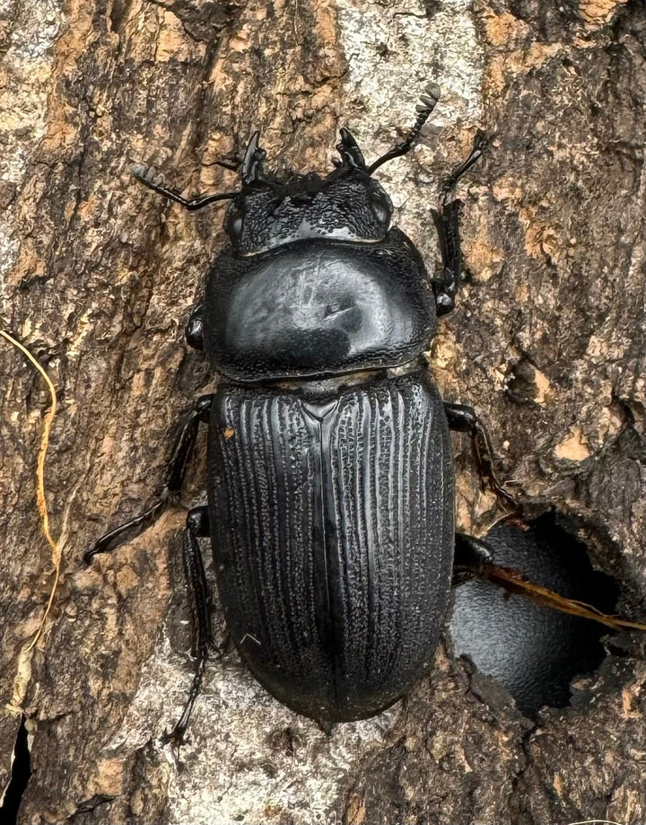 【WD】《ジャワパリーオオクワ 60mm ペア》