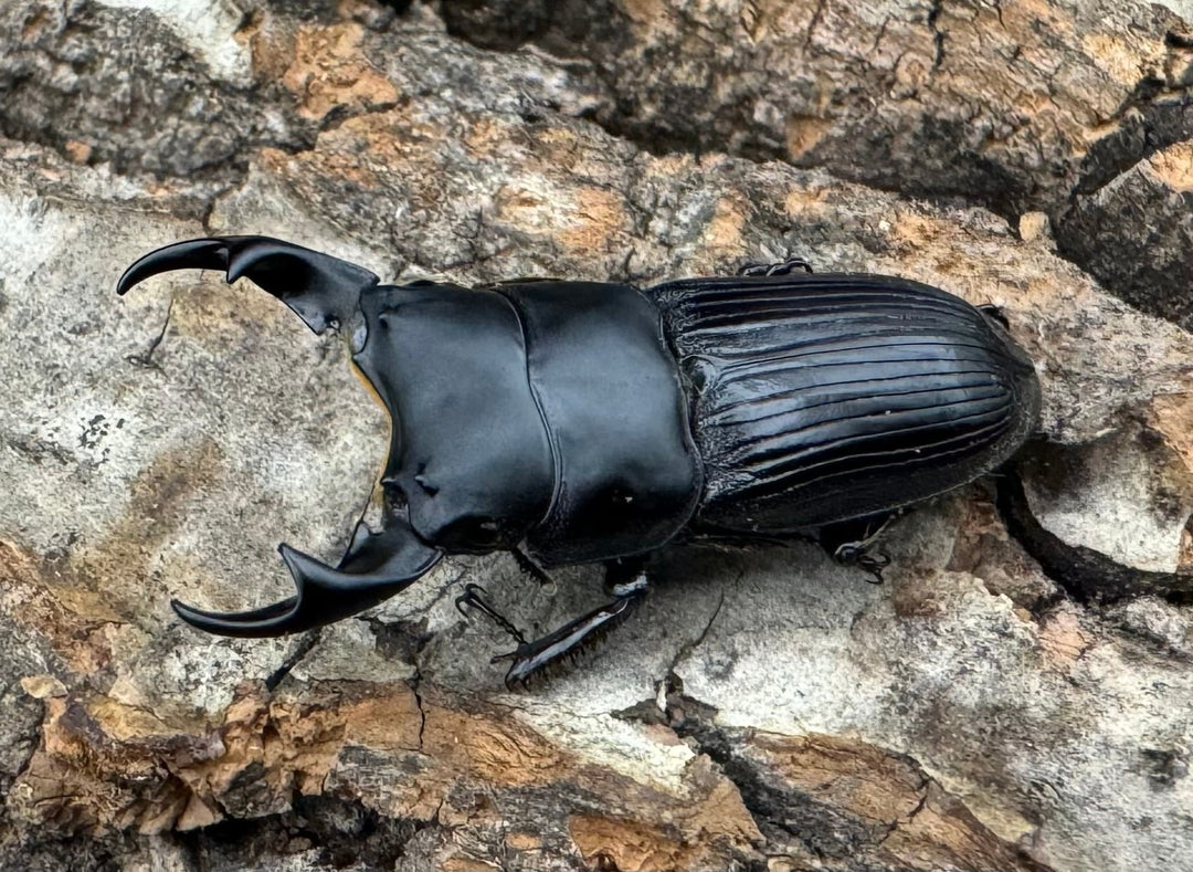 【F0】《カントンネブト 29mm ペア》