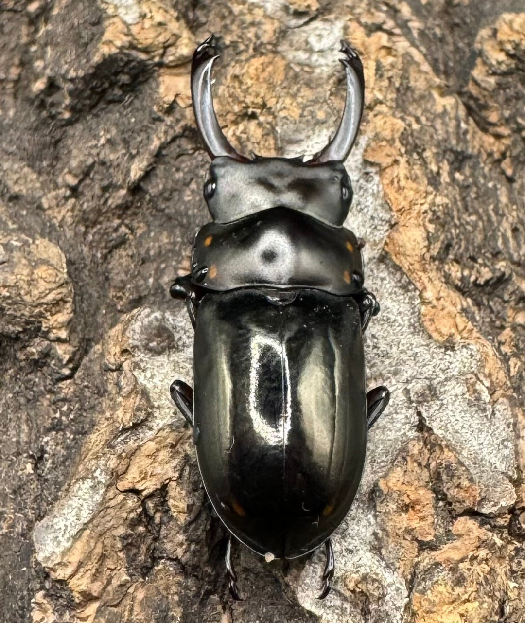 【WF1】《フルボノタトゥスコクワ 32mm ペア》