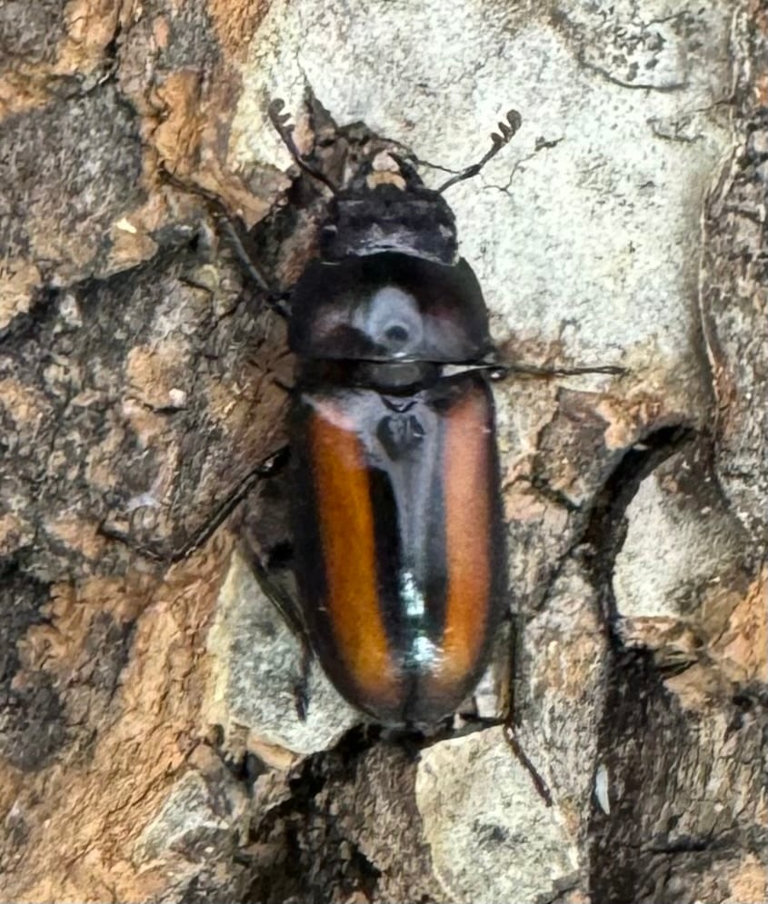 【WD】《エレガントゥルスコクワ原名亜種 20mm ペア》