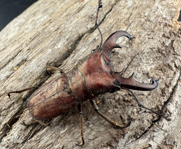 【WD】《スズムラホソアカ ロハス産 37.5mm ペア》