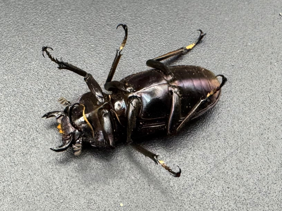 【美麗】《メタリフェルホソアカ 84mm ペア》わたくわ氏ブリード個体