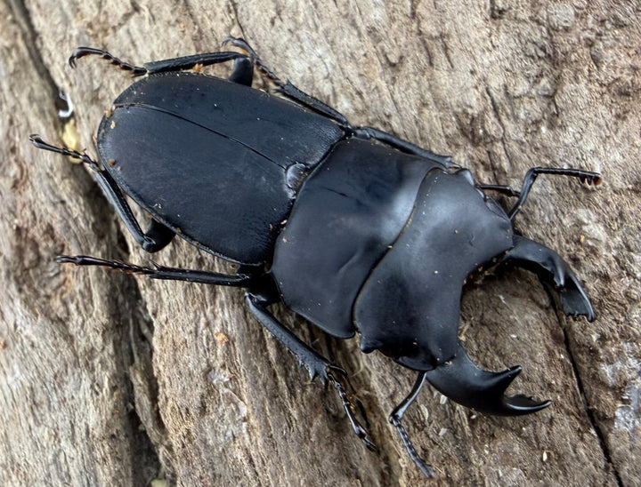 【WF3】《メタドルクス ロトゥンダトゥス 20.5mm ペア》