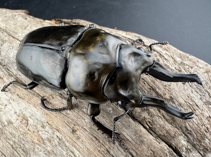 【F0】《ローゼンベルグオウゴンオニクワガタ 75mm ペア》