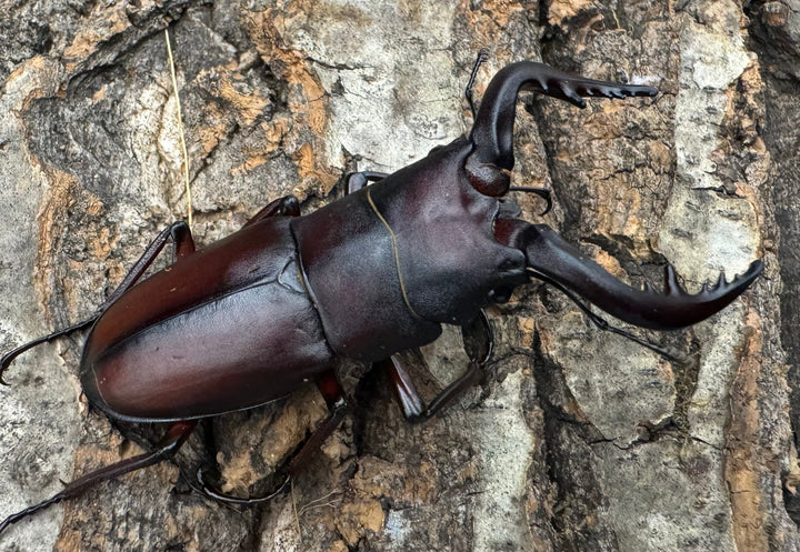 【WD】《ノコギリクワガタ 伊豆大島産 61mm ペア》