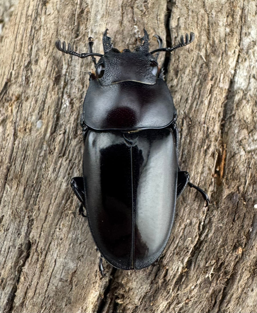 【WD】《ブッダノコギリ フィリピン北部亜種 45.5mm ペア》