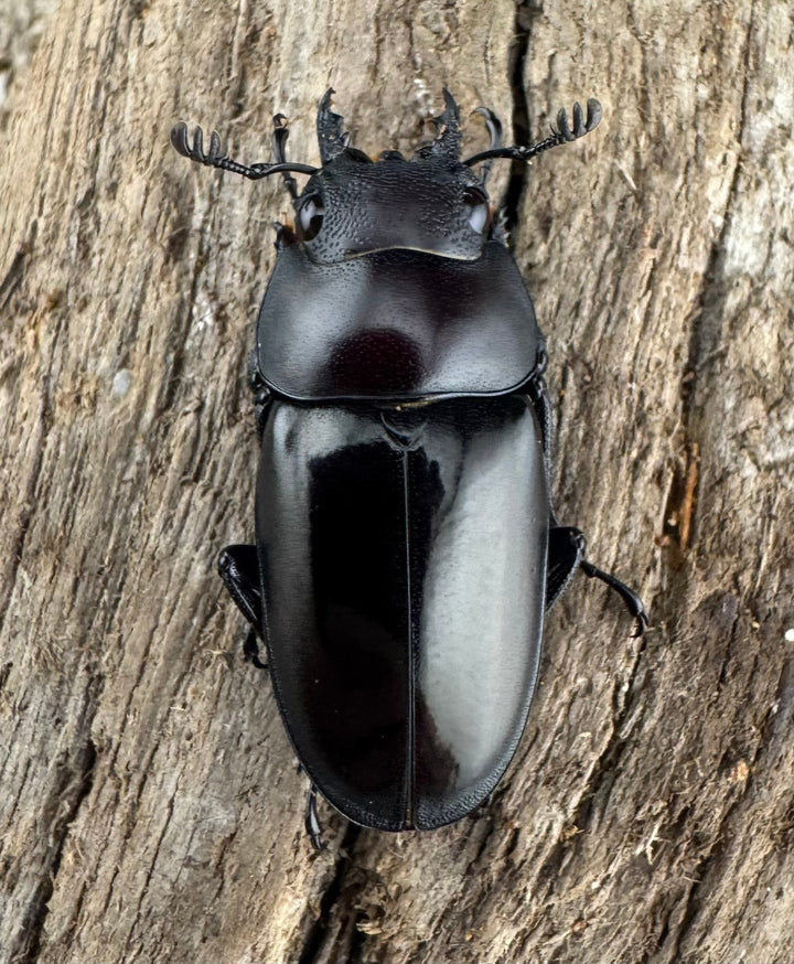 【WD】《ブッダノコギリ フィリピン北部亜種 45.5mm ペア》