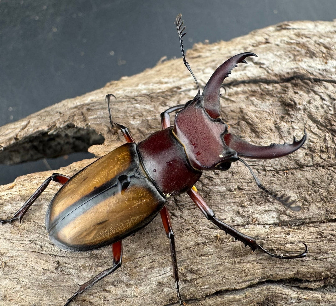 【WD】《ラエトゥスミヤマクワガタ 35mm ペア》