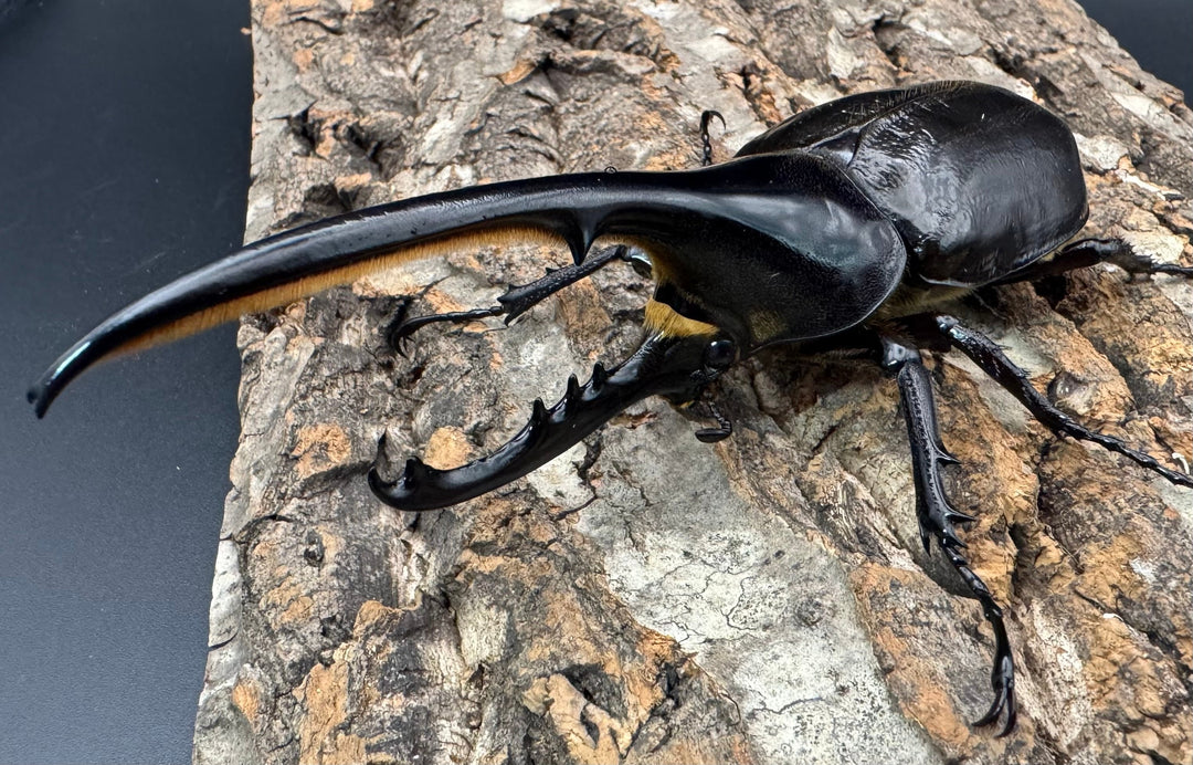 《ヘラクレス・ヘラクレス 132mm ペア》