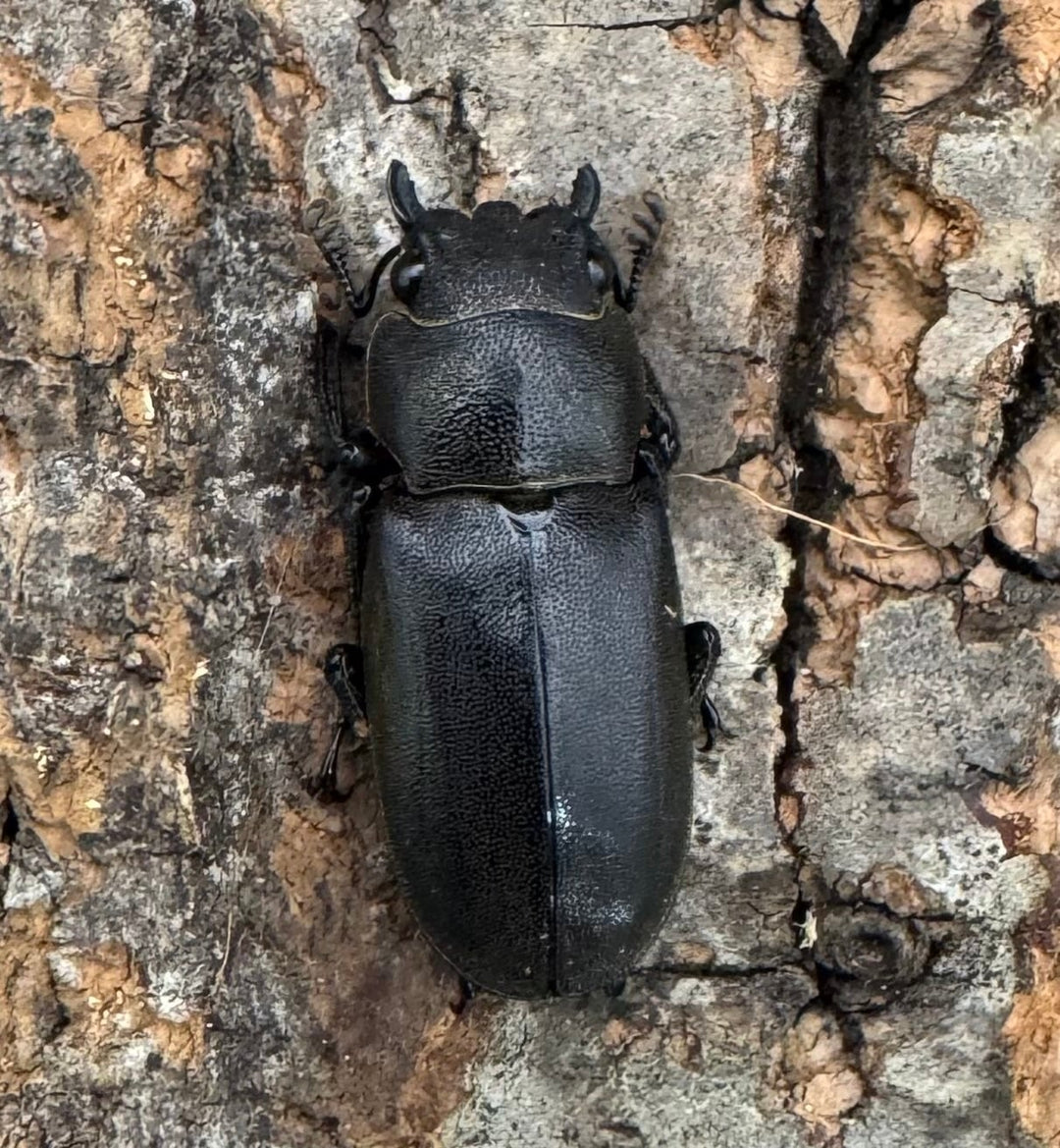 【WD】《メタリフェルホソアカ亜種finae 84.5mm ペア》