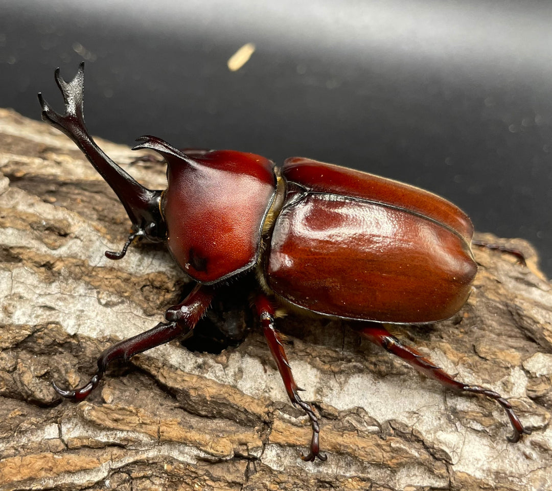 《ヤマトカブトムシ ペア》②
