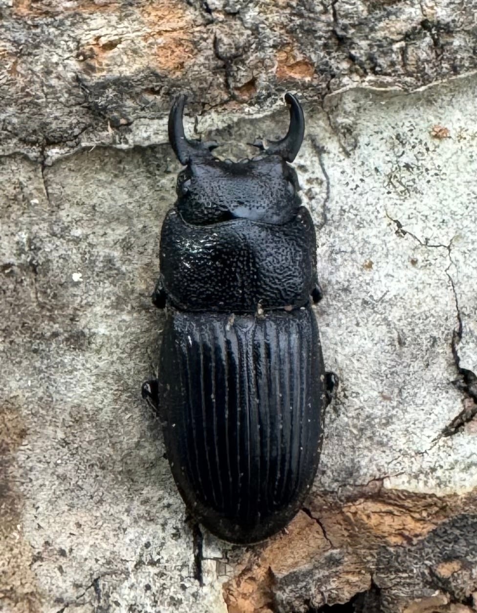 【WD】《フィリピンネブト原名亜種 Free ペア》