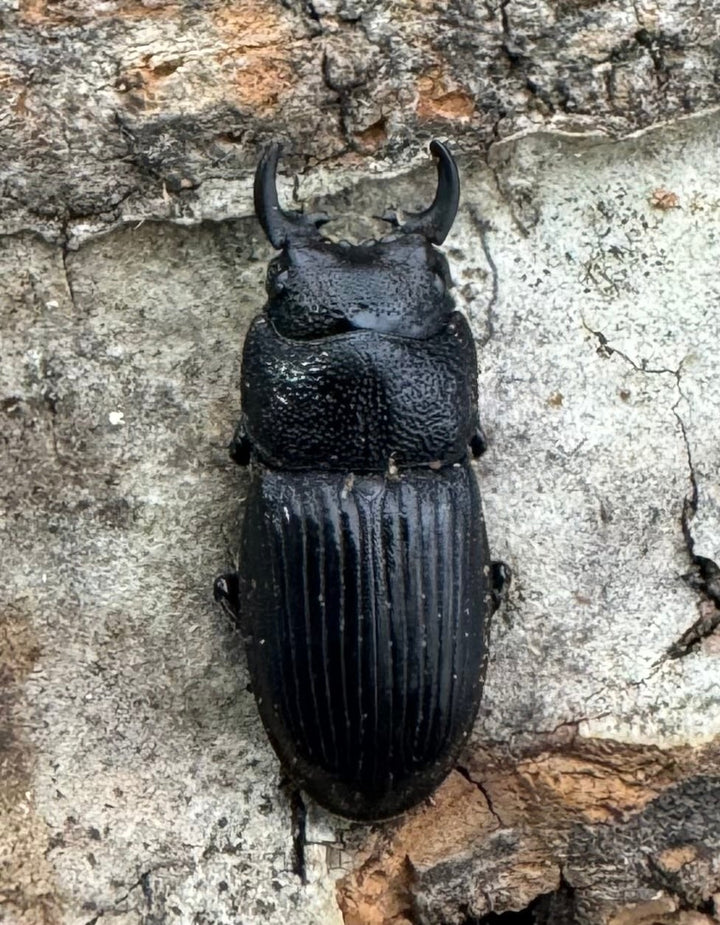 【WD】《フィリピンネブト原名亜種 Free ペア》