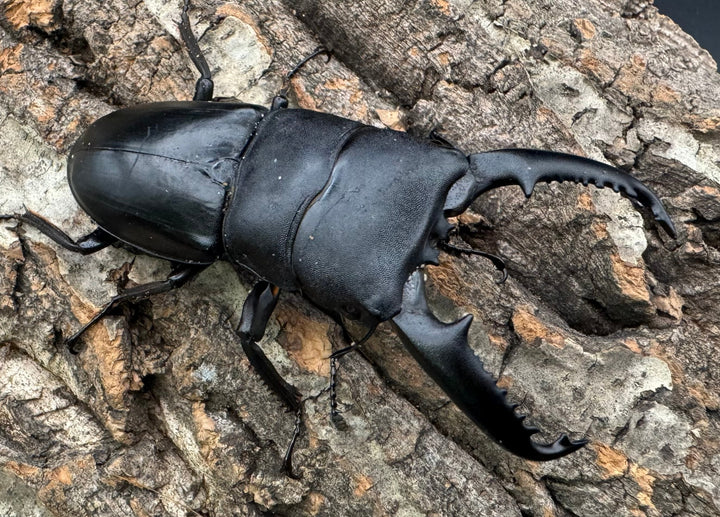 【WD標本用】エラー個体《パラワンオオヒラタ 81mm ペア》