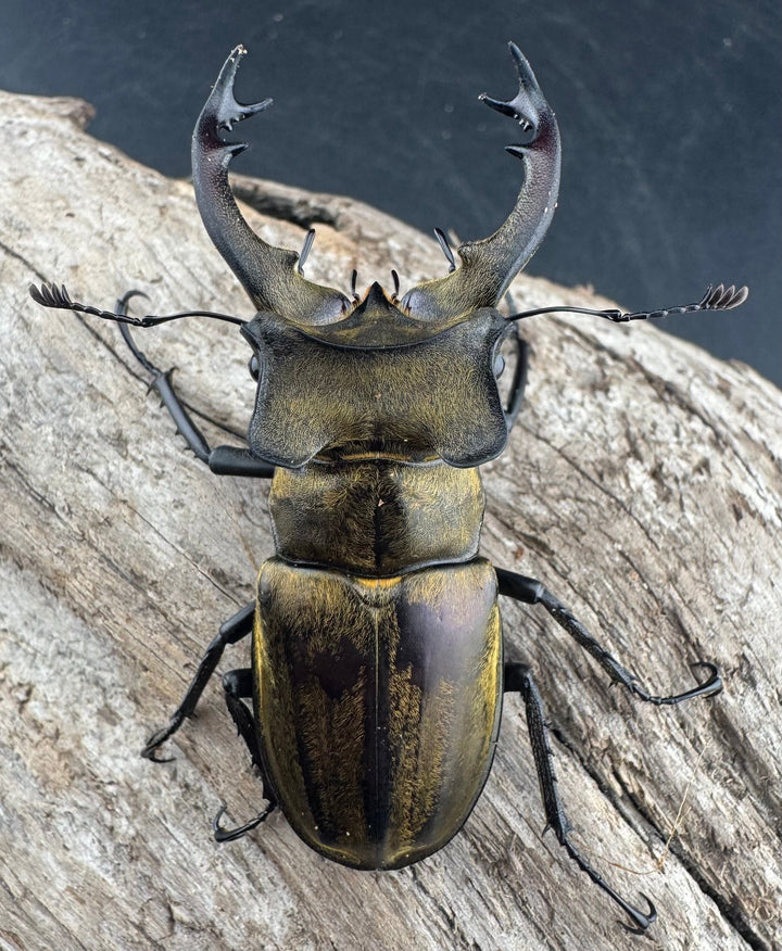 【WD】《セリケウスミヤマ ssp. 61mm ペア》