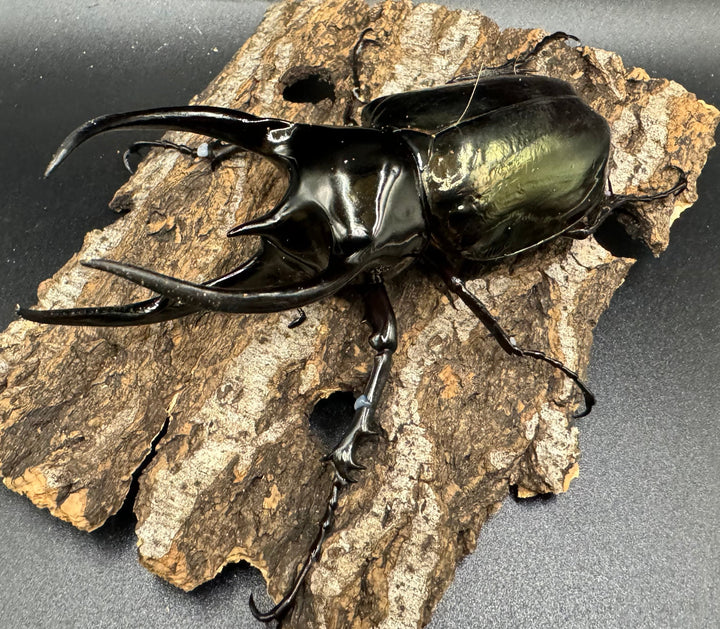 【WD】《タイリクコーカサスオオカブト タイ産 108mm ペア》