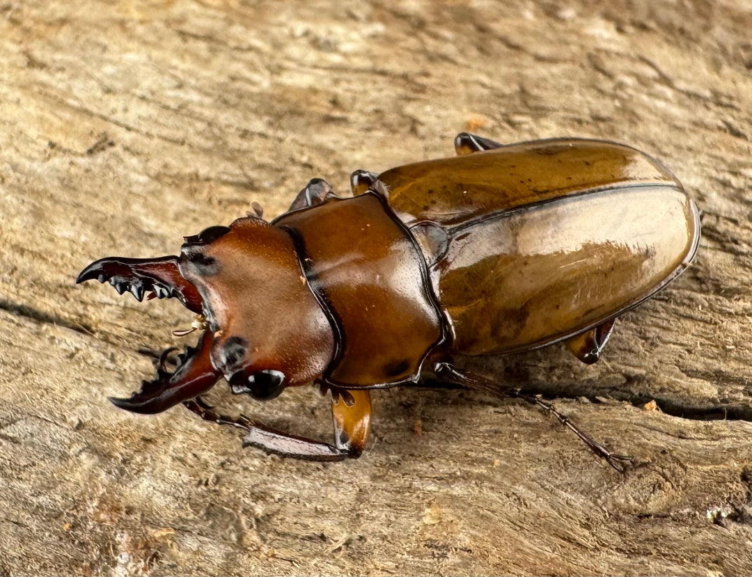 【WD】《カスタネウスオニクワガタ 23mm ♂♀♀トリオ》