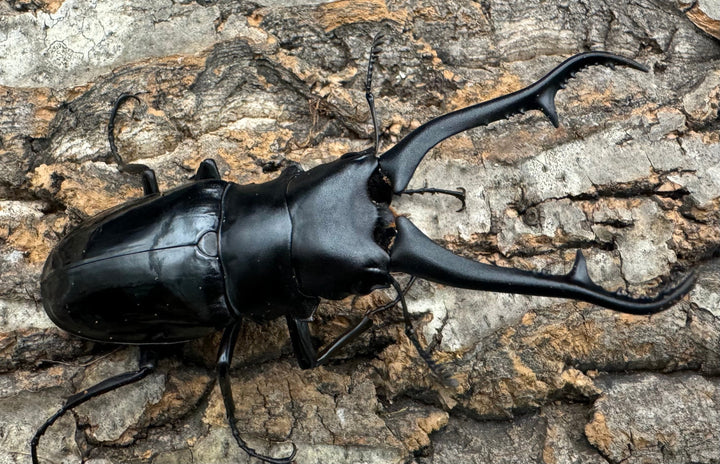 【WD】《ギラファノコギリ亜種ダイスケ ネグロス島産 91mm ペア》