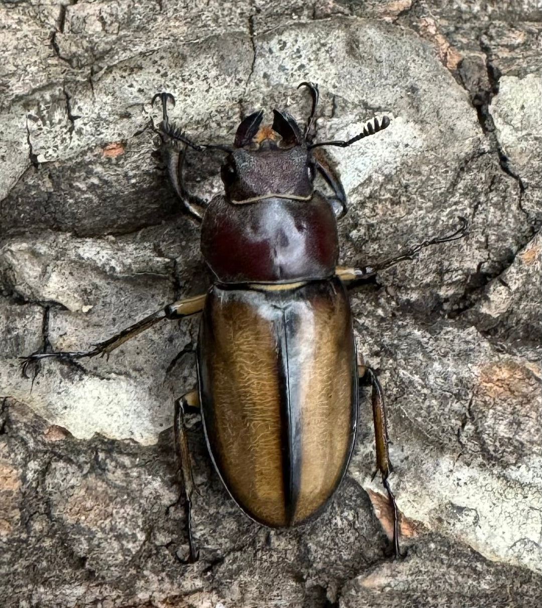 【WD】《デラバイミヤマ 45.5mmペア》