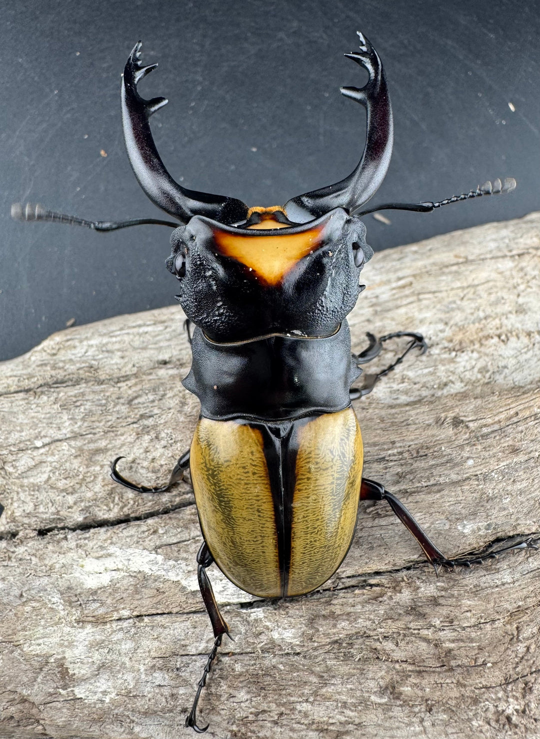 【WD】《ラコダールツヤクワガタ 80mm ペア》