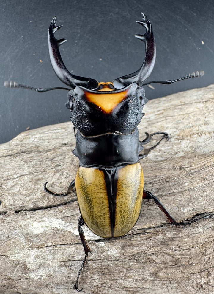 【WD】《ラコダールツヤクワガタ 80mm ペア》