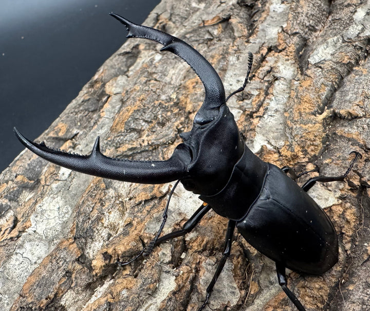 【WD】《マンディブラリスフタマタ 92.5mm ペア》