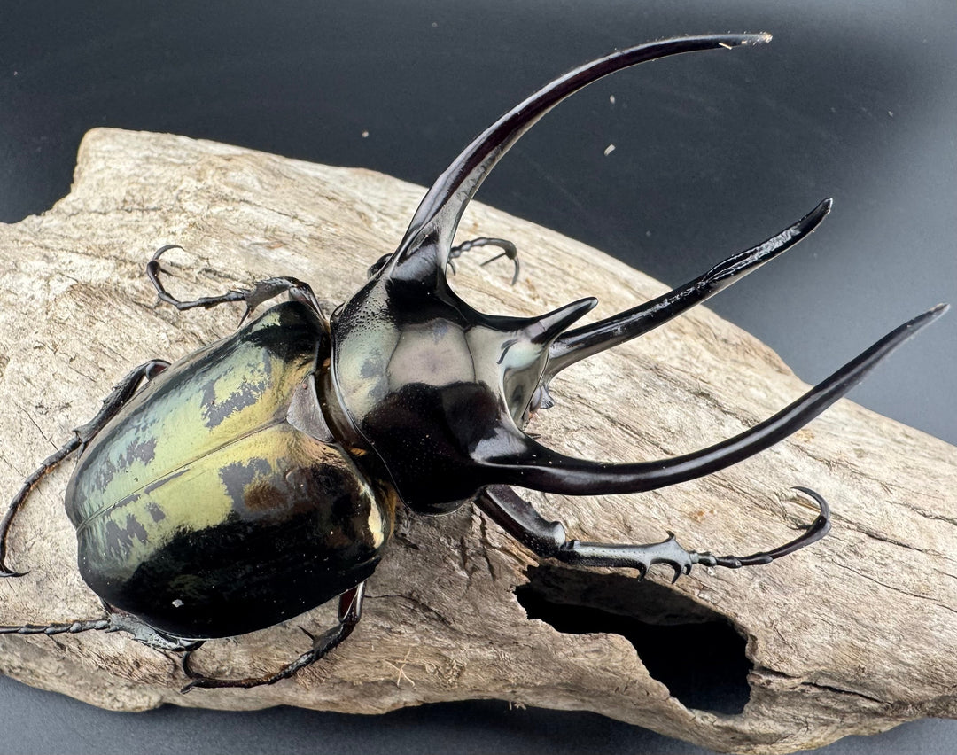 【WD】良型《ミンダナオアトラスオオカブト キダパワン産 96mm ペア》