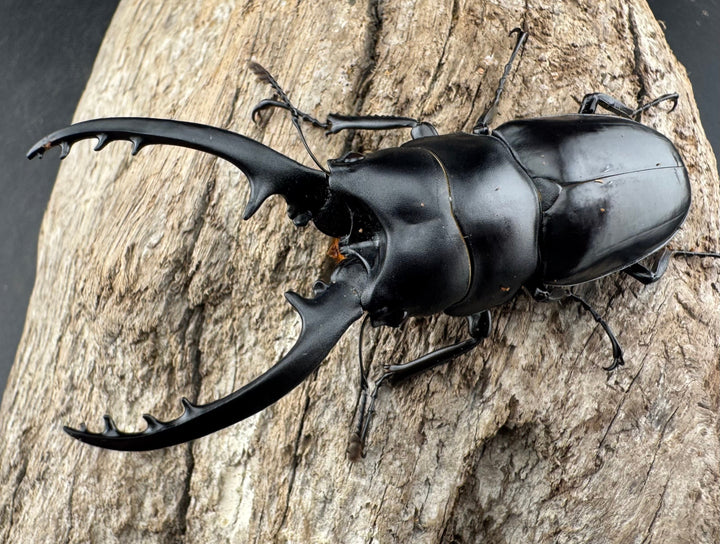 【WD】《フォルフィクラノコギリ原名亜種（マルバネノコギリ） 貴州省産 69mm ♂♀♀トリオ》